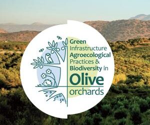 Green Infrastructure, Agroecological Practices and Biodiversity in Olive Orchards (GiOlive), 23 – 26 November 2026, Heraklion, Crete, Greece